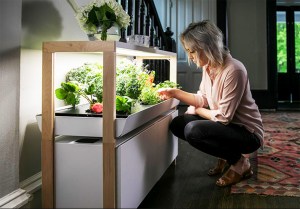 20 indoor small apartment garden ideas