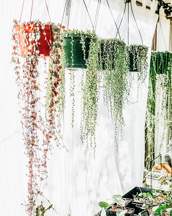 greeneries curtain string of hearts