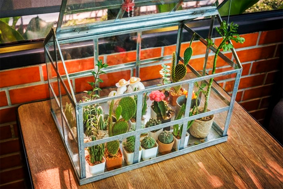 indoor greenhouse succulent