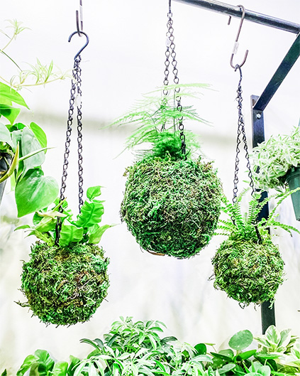 kokedama moss ball japanese art