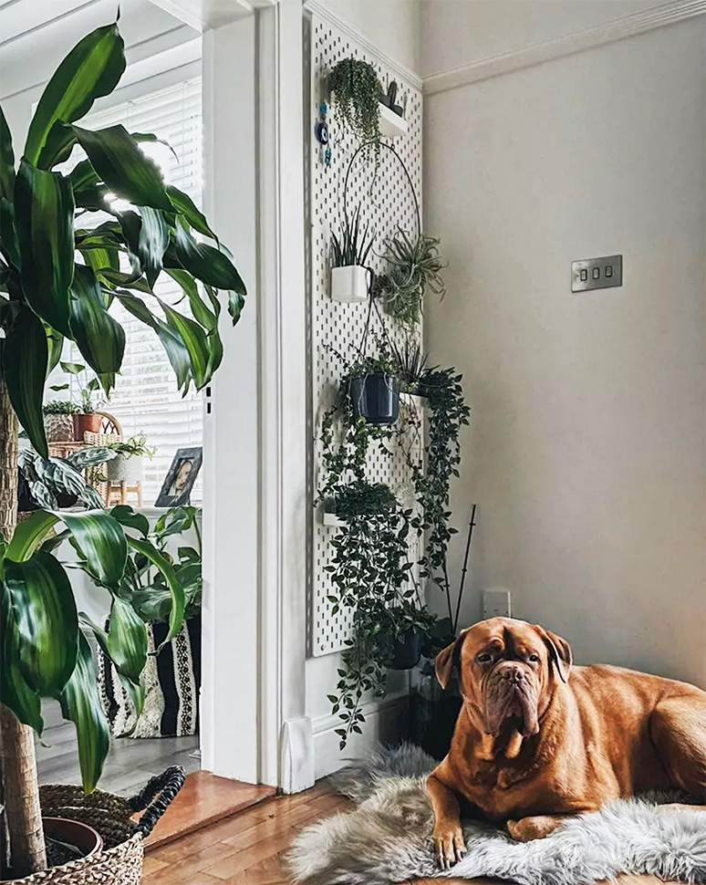 pegboard for plants on the wall