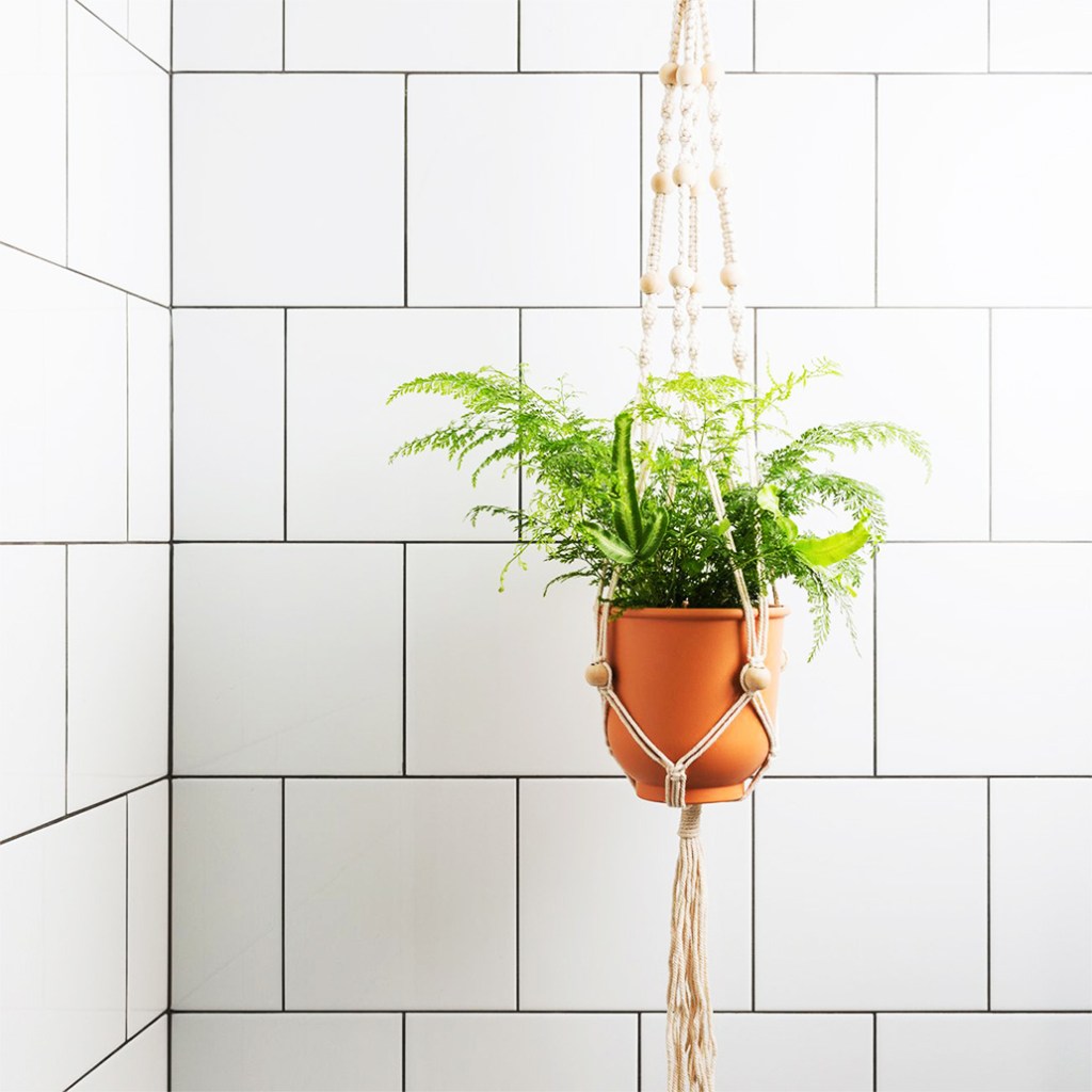 plant haven bathroom hanging ferns