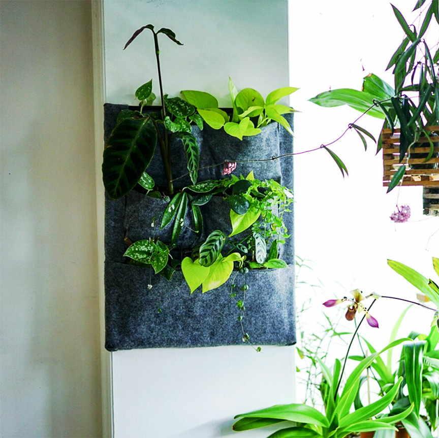 flexible Pocket wall plant