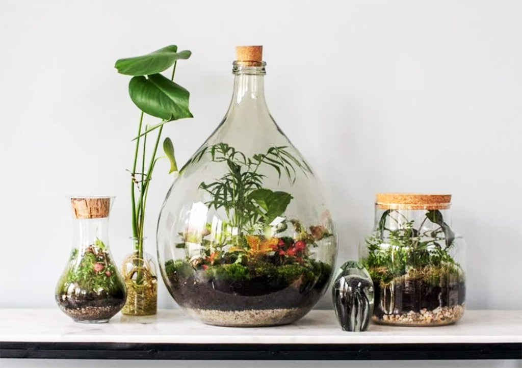 indoor terrarium miniature garden