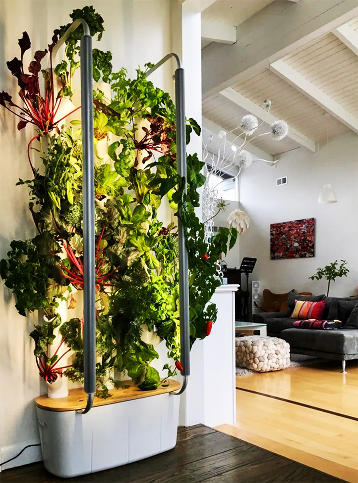 vertical wall of salad hydroponic
